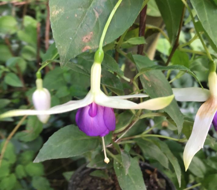 61C5FA43-5228-454C-8DDE-146EA3DF69E0 - Fucsii 2018