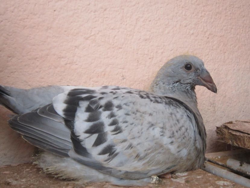 F 2018 - PUI 2018 produsi in LA FABRICA