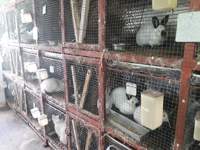  - A-IEPURI CALIFORNIENI