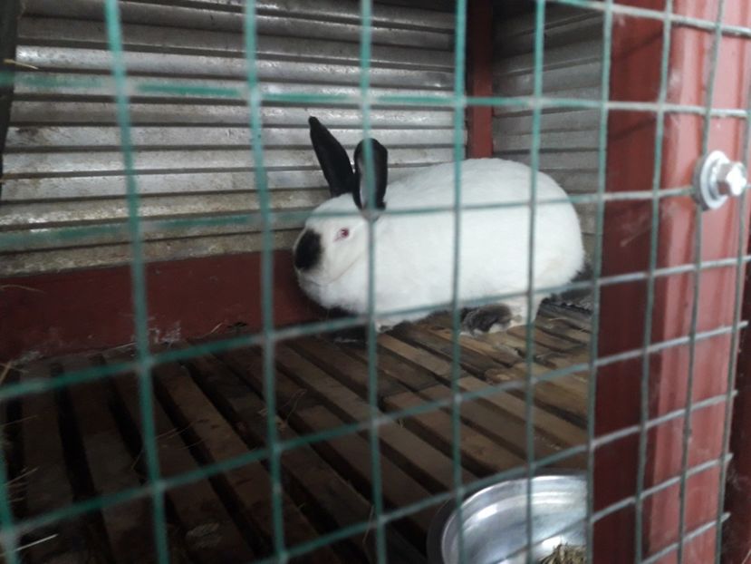  - A-IEPURI CALIFORNIENI