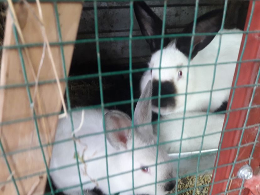  - A-IEPURI CALIFORNIENI