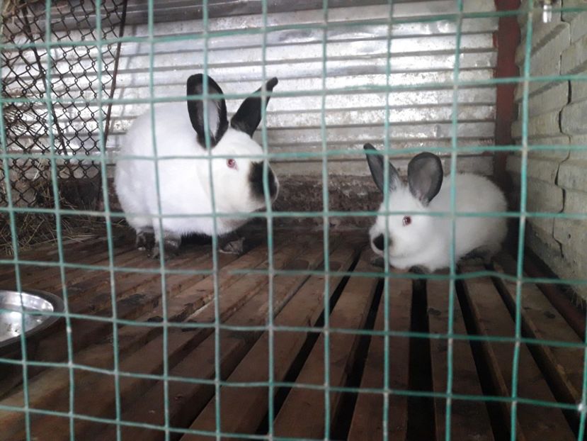  - A-IEPURI CALIFORNIENI