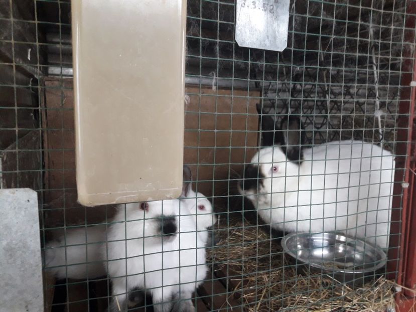  - A-IEPURI CALIFORNIENI