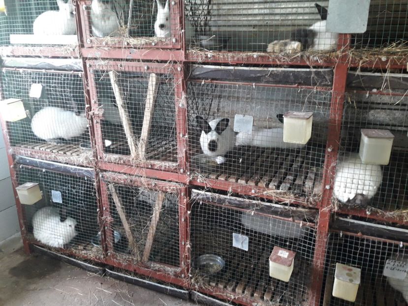  - A-IEPURI CALIFORNIENI