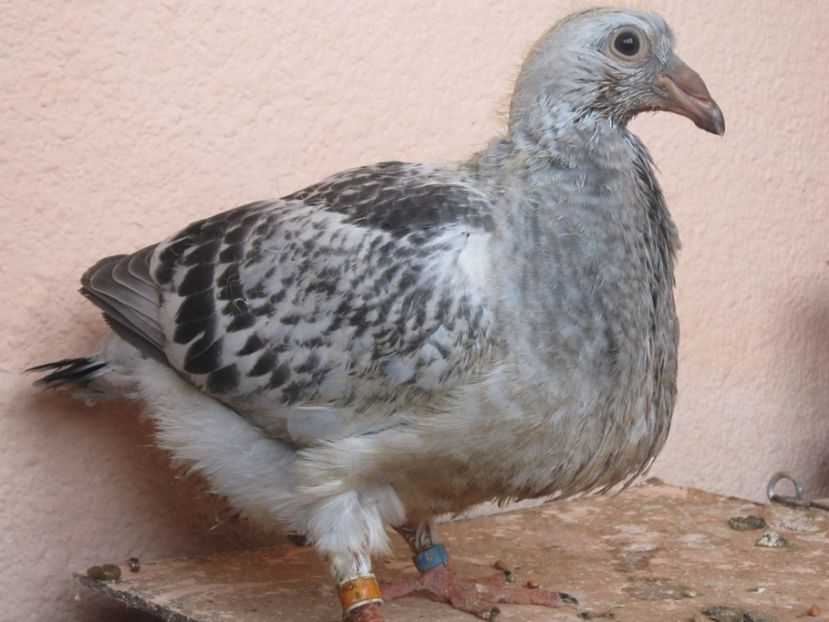 m 2018 - PUI 2018 produsi in LA FABRICA