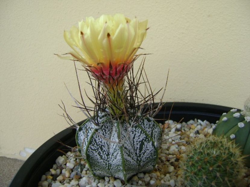 Astrophytum capricorne - Cactusi 2018 bis bis