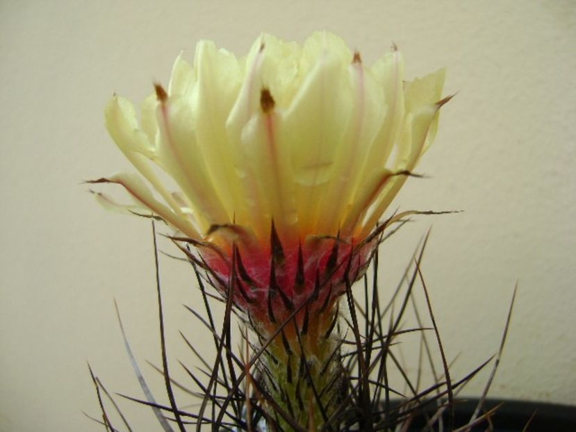 Astrophytum capricorne - Cactusi 2018 bis bis
