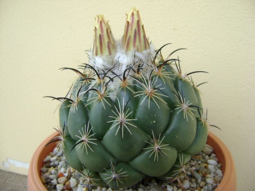 Coryphanta calipensis - Cactusi 2018 bis bis