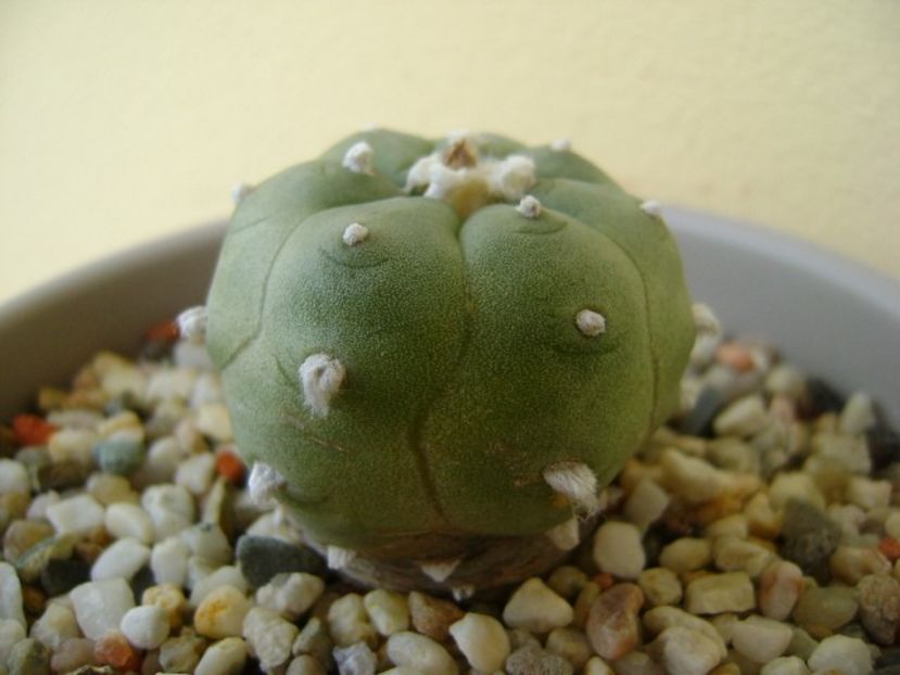 Lophophora williamsii v. jourdaniana - Cactusi 2018 bis bis