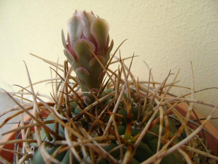 Gymnocalycium cardenasianum - Cactusi 2018 Gymnocalycium