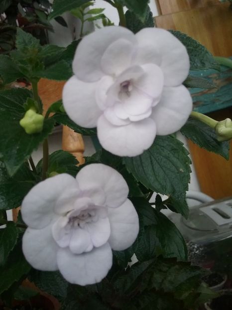  - Double Picotte Rose