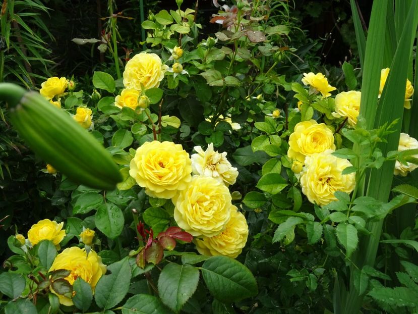  - Tantau - Inka rose