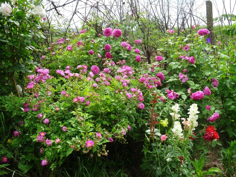 2014-10-02 23.06.45 - Bourbon -Madame Isaac Pereire