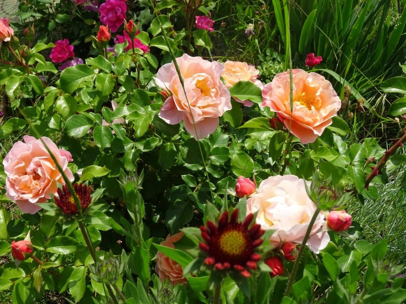 2014-10-02 01.10.34 - Kordes - Cubana rose