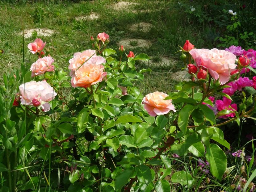 2014-10-02 01.11.24 - Kordes - Cubana rose