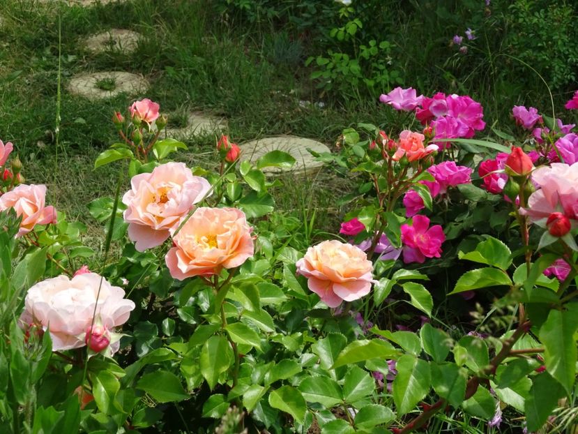 2014-10-02 01.11.35 - Kordes - Cubana rose