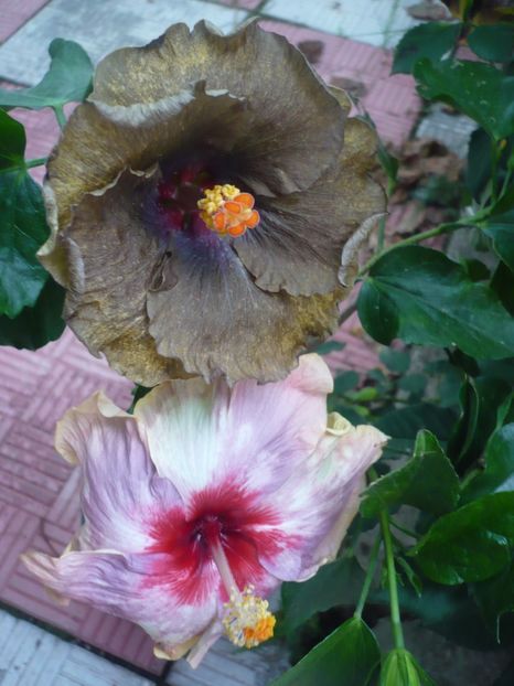 P1380949 - HIBISCUSI 2018-3