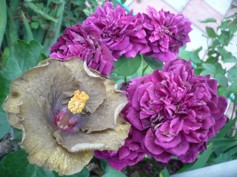 P1380958 - HIBISCUSI 2018-3