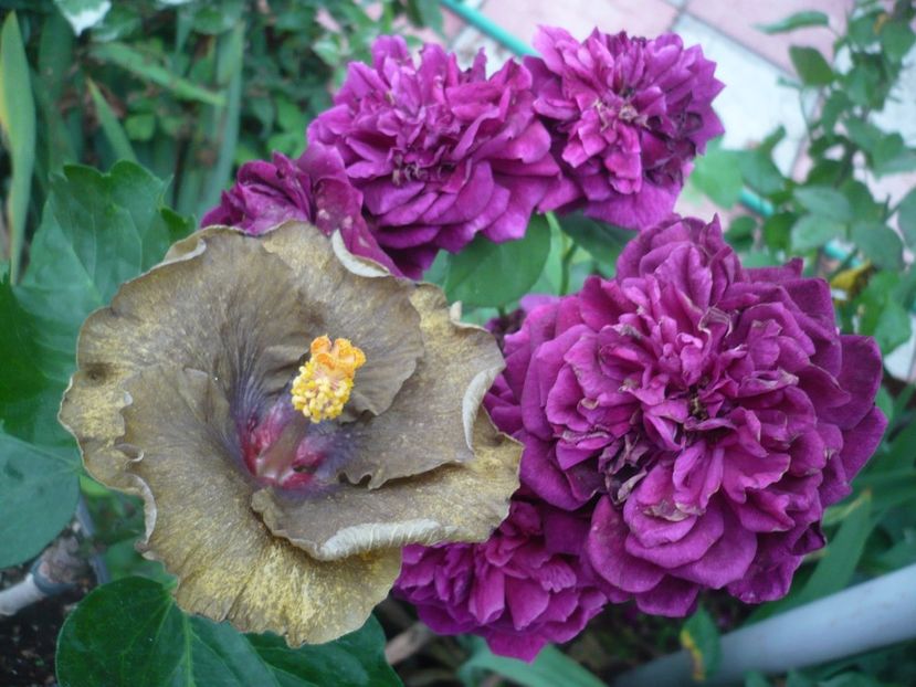 P1380959 - HIBISCUSI 2018-3