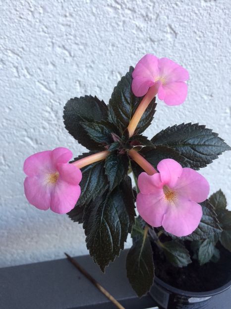 Simbirochka - Achimenes 2018