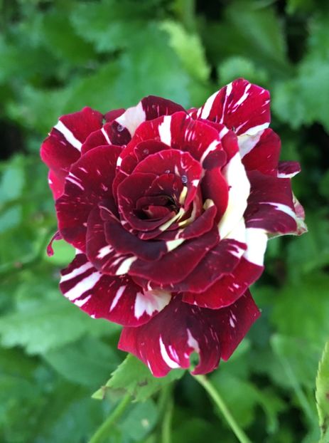 Hocus pocus - Trandafiri la balta