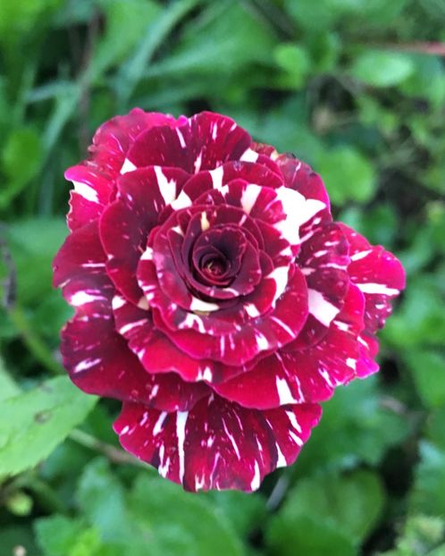 2303D1EB-5014-4A6F-AF73-35E292EF4701 - Trandafiri la balta