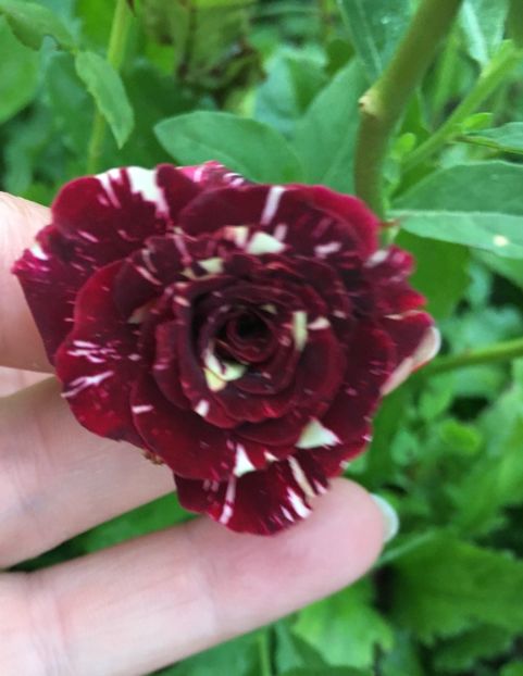 AF30F6A3-9076-4636-BE60-23DEF38254D9 - Trandafiri la balta