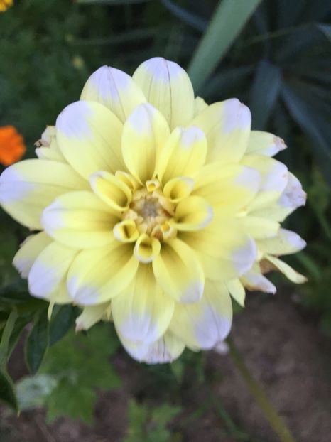 07109FF3-351F-4920-A479-D76DC6E322B0 - Dalii 2018