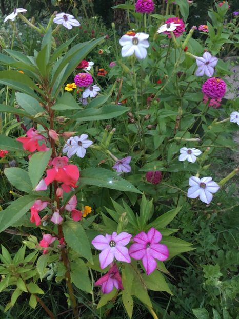 F5B34EB1-AC22-47CD-AF20-B0638CCC1B75 - Flori la balta 2018