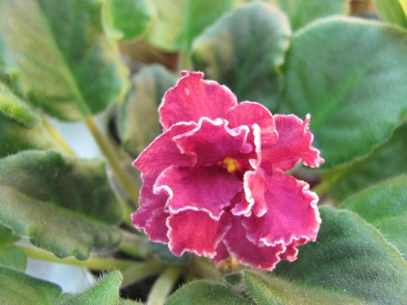  - ZZZ RS-Dance of Fire