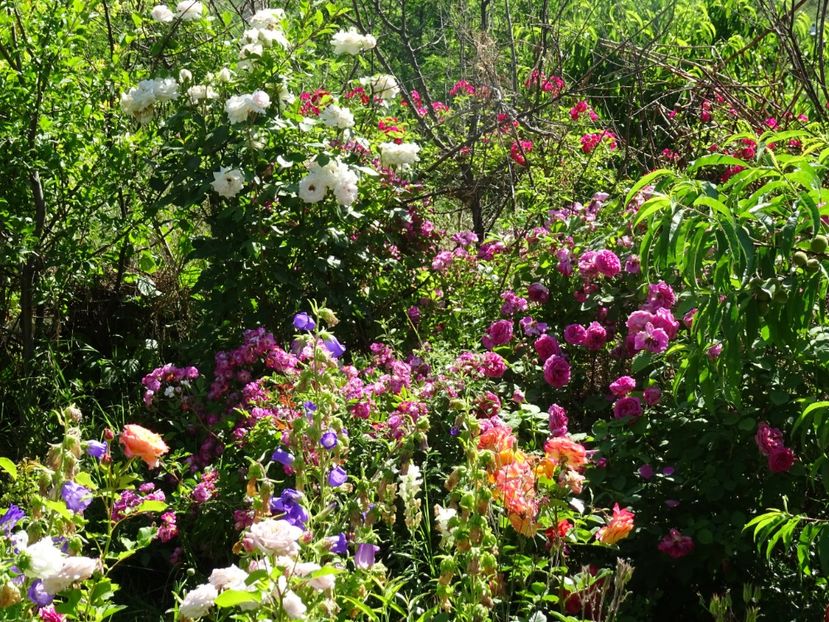 2014-10-06 21.17.06 - Amestec de culoare si parfum 2018