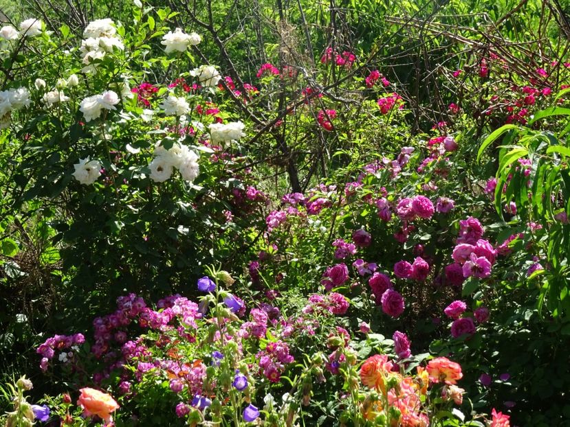 2014-10-06 21.17.19 - Amestec de culoare si parfum 2018