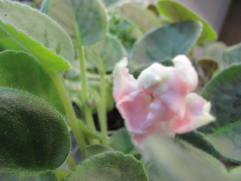  - ZZZRS Utonchennyi Vkus