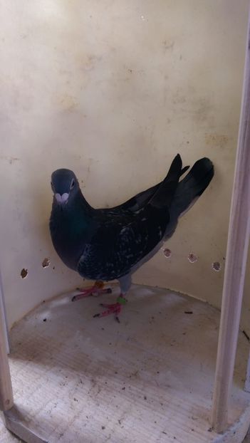 C027EAB6-D477-48A4-AAF3-5660B5EED64B - AAAA De vanzare porumbei din matca Fond Maraton Belgia Olanda si Romania