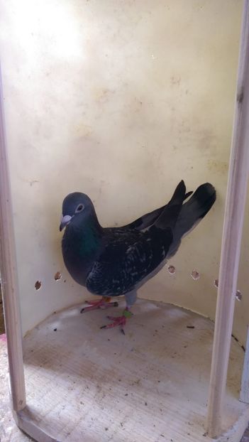 0B726199-7597-4027-BBA0-513F0F7E49B8 - AAAA De vanzare porumbei din matca Fond Maraton Belgia Olanda si Romania