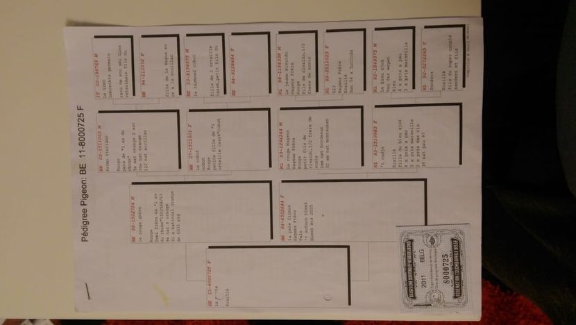 E372DC52-1813-4DE9-8F29-6E3164C848E2 - AAAA De vanzare porumbei din matca Fond Maraton Belgia Olanda si Romania