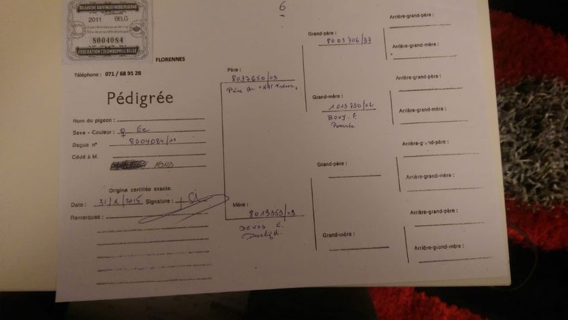 73747E35-688C-4FD0-8B7A-561FB74D4384 - AAAA De vanzare porumbei din matca Fond Maraton Belgia Olanda si Romania