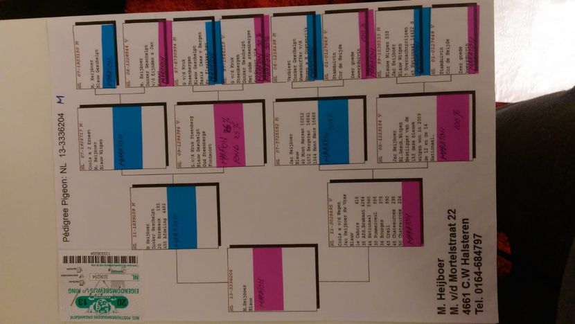 274D9E85-4355-46F2-83C5-EA2290FF5E47 - AAAA De vanzare porumbei din matca Fond Maraton Belgia Olanda si Romania