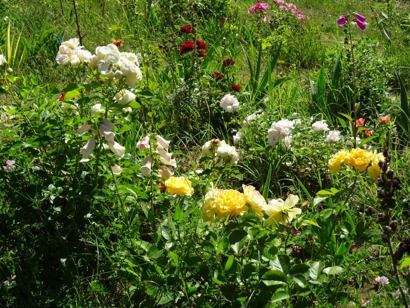 2014-10-06 21.22.31 - Amestec de culoare si parfum 2018