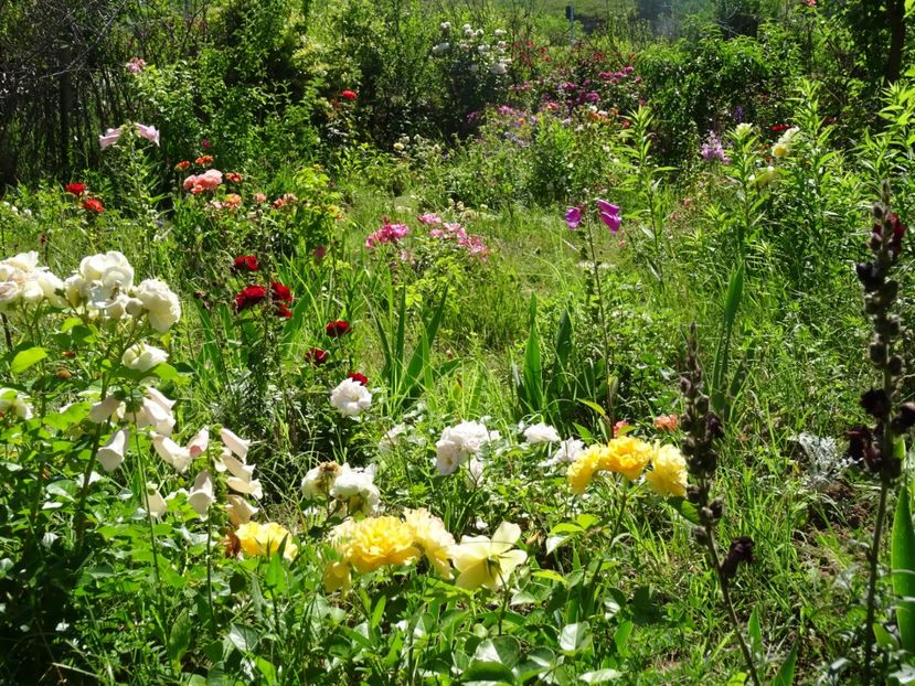 2014-10-06 21.22.42 - Amestec de culoare si parfum 2018