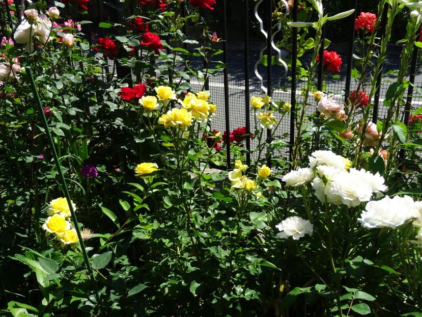 2014-10-06 22.35.40 - Amestec de culoare si parfum 2018