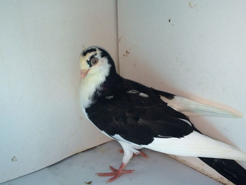 5171  RCR  femelă  2018_3 - tineret 2018