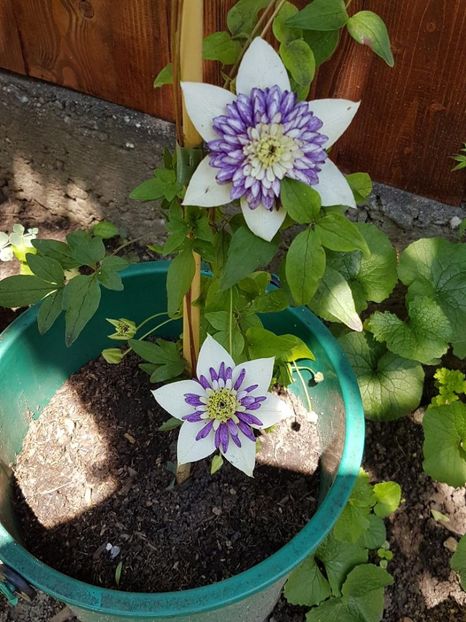 thumbnail (10) - CLEMATITE 2018