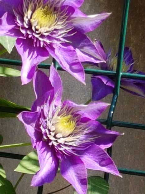 thumbnail (13) - CLEMATITE 2018