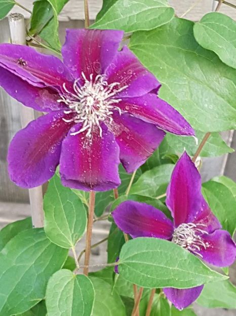 thumbnail (16) - CLEMATITE 2018