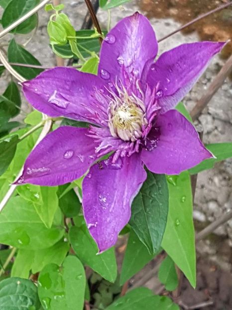 thumbnail (17) - CLEMATITE 2018