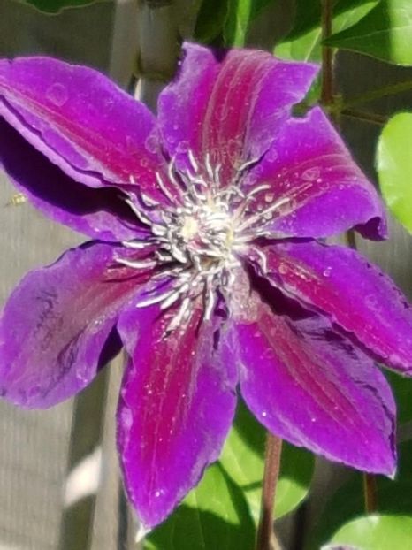 thumbnail (19) - CLEMATITE 2018