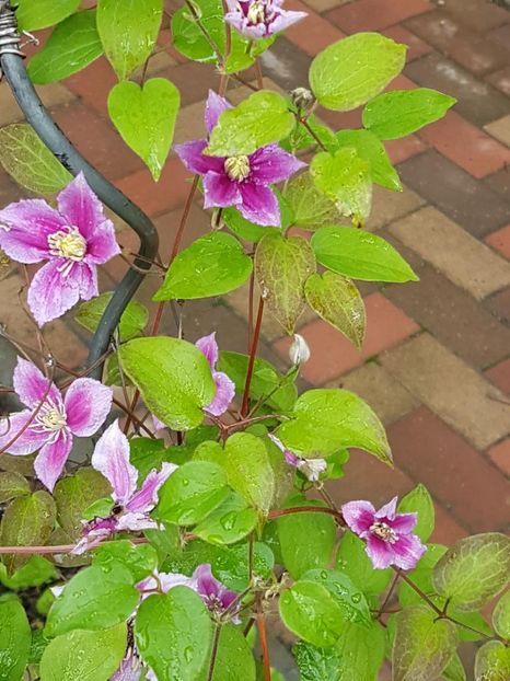 thumbnail (22) - CLEMATITE 2018