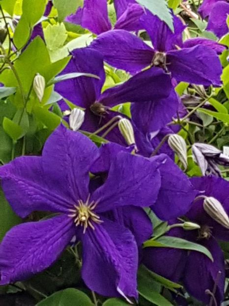 thumbnail (23) - CLEMATITE 2018