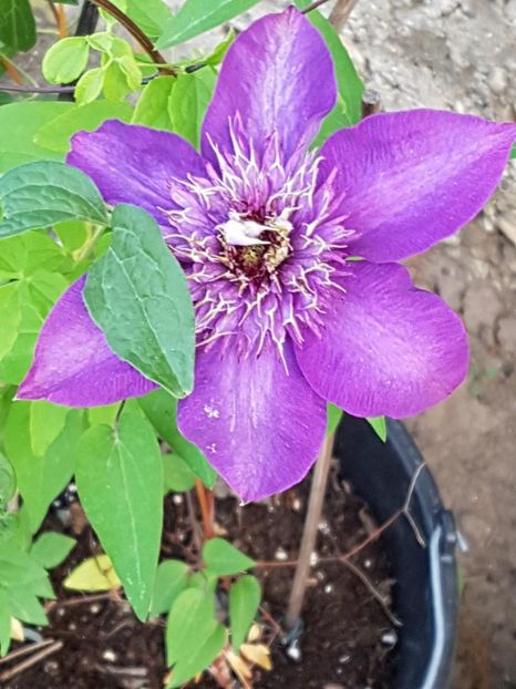 thumbnail (30) - CLEMATITE 2018